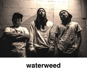 waterweed